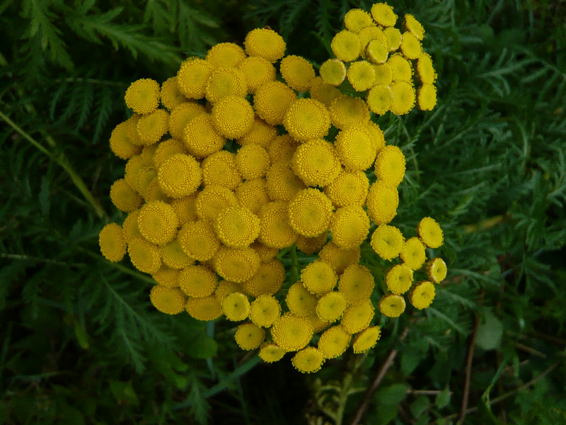 bouquet fleurs jaunes.JPG